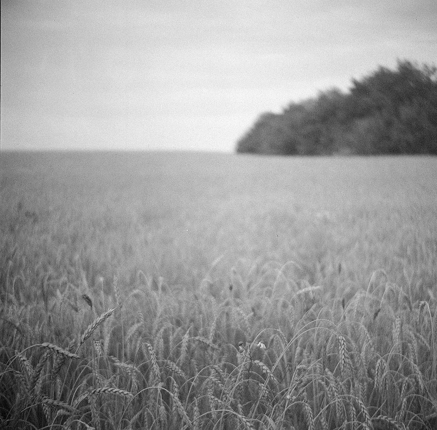 Medium format photo of open field and horizon line