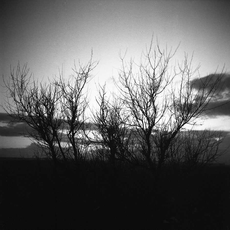 Trees at sunset photographed on Triplet T-21 6.3/80 lens using Fomapan 100 film