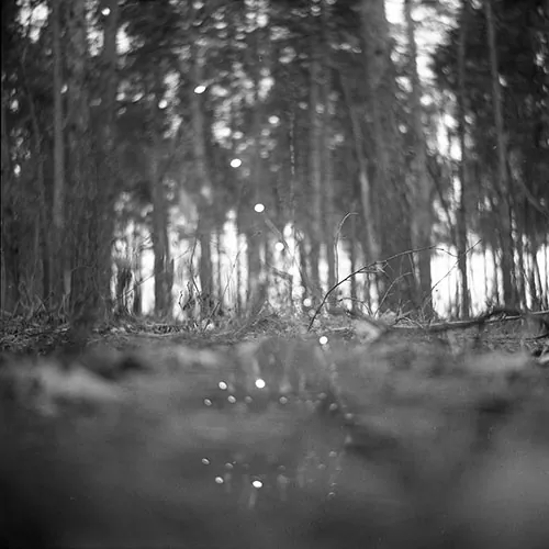 Soviet 6x6 medium format camera misfocus example with forest