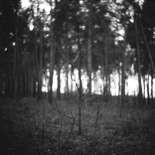 Example of lubitel 166b shot with misfocus and tree