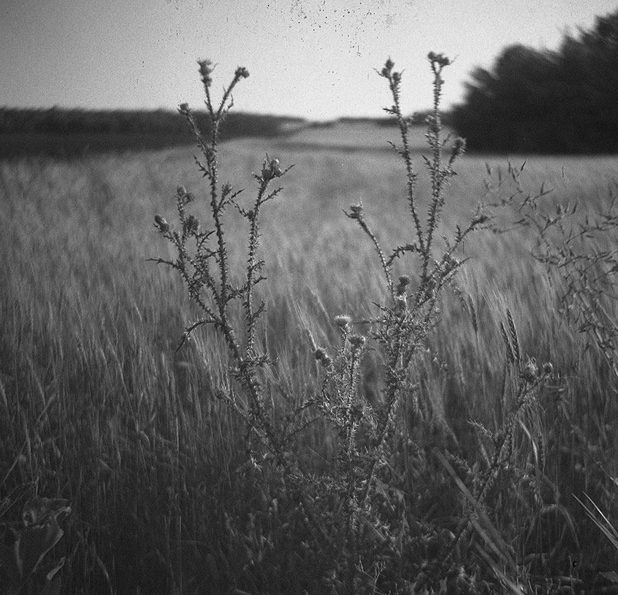 Black and white photo of grass shot on a Lomo lubitel camera