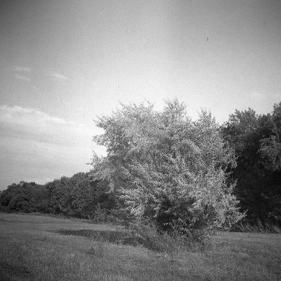 Lubitel-166u black and white photo of a tree