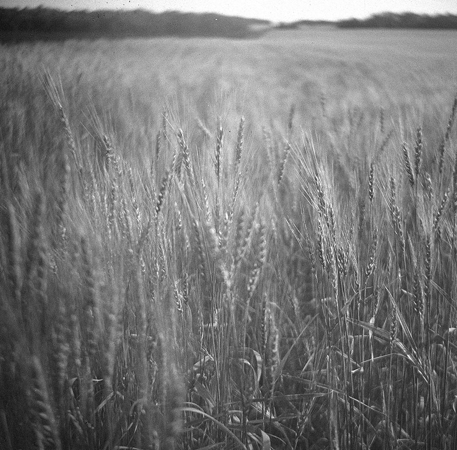 Wheat field shot on a Lubitel 166u Soviet medium format camera