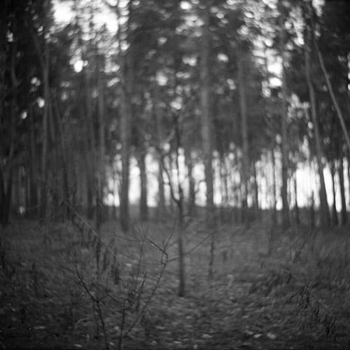 Misfocus example with a tree at the background