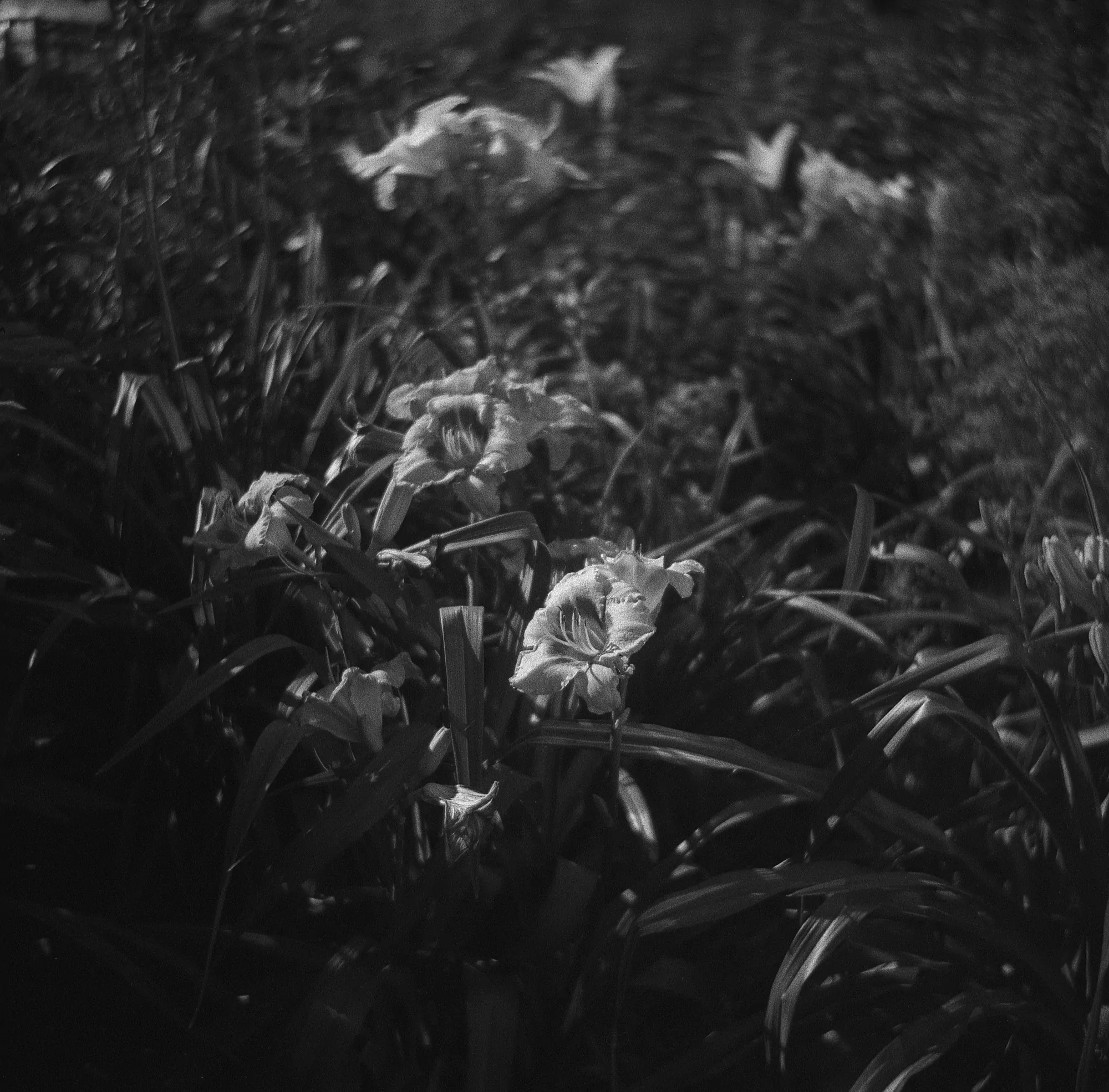 Soviet tlr sample photo summer flowers in black and white