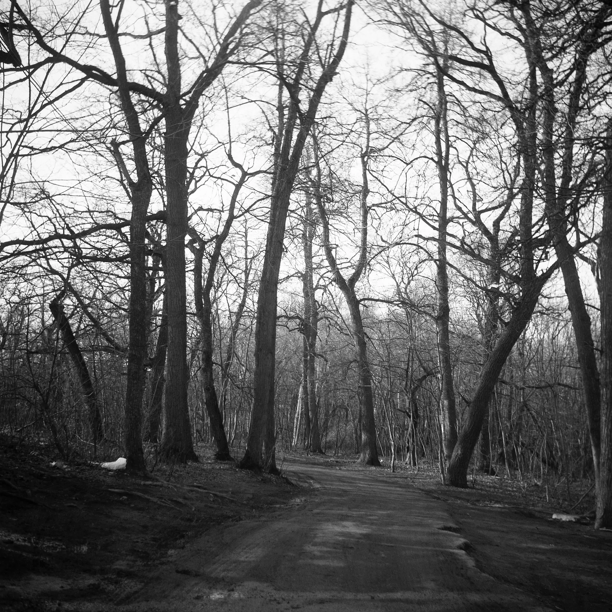 Autumn forest scene taken with a Soviet Triplet lens