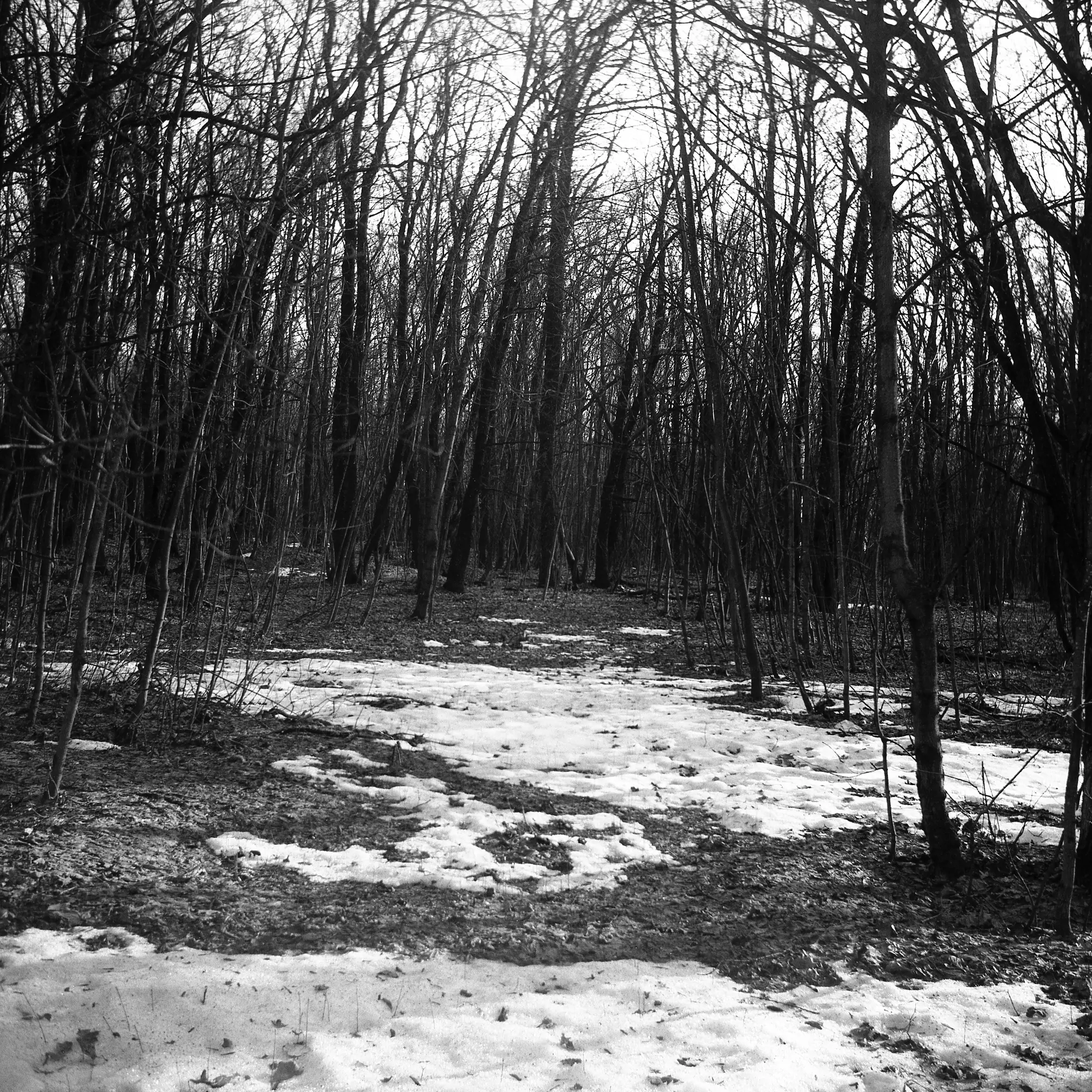 Winter forest captured on a Lubitel TLR using 120 roll film