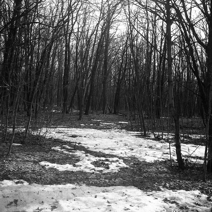 Winter forest captured on a Lubitel TLR using 120 roll film
