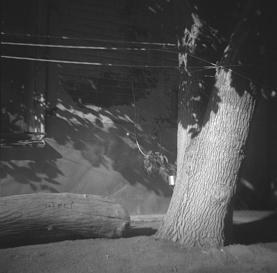 Komsomolets camera photo showing tree trunk texture on 120 film