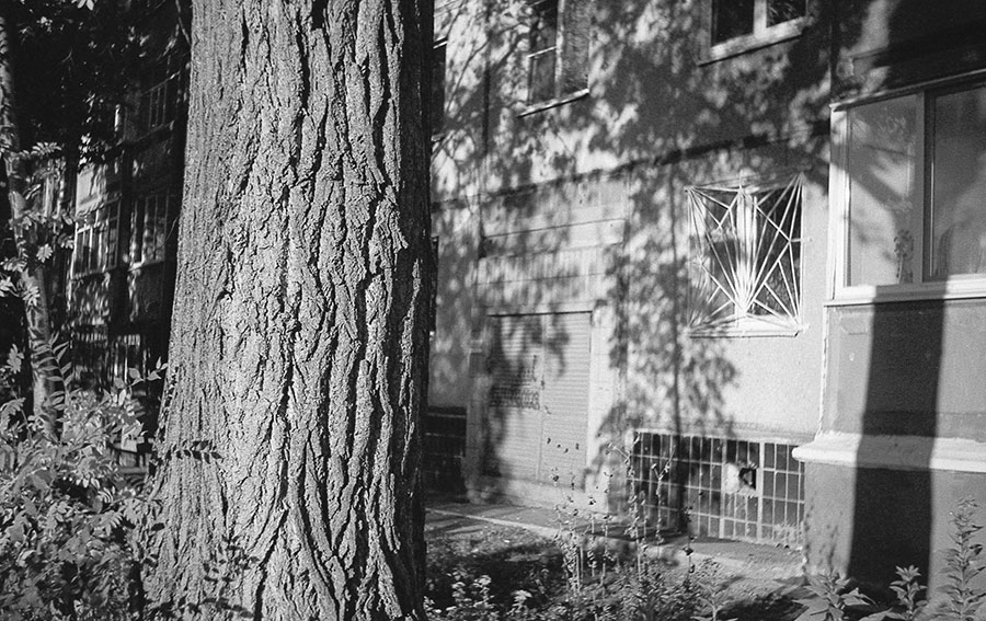 Tree trunk shot on a Smena-3 camera