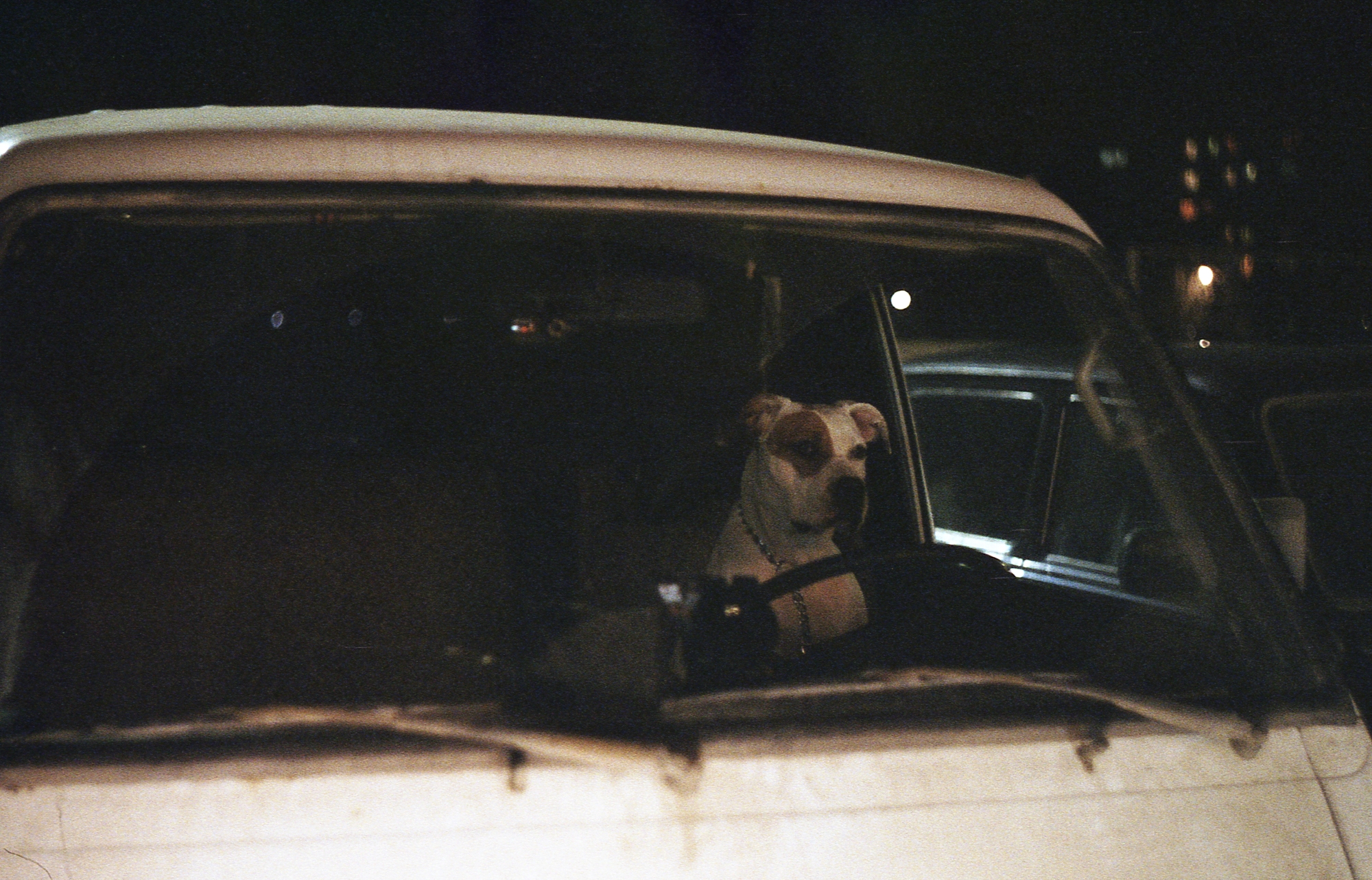 A dog sitting in an old van taken on a Soviet analog lens