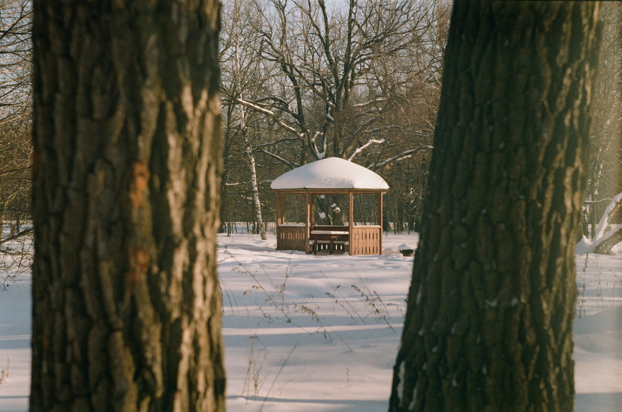 Winter scene in a park shot on a Helios 44 start lens